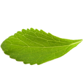 Stevia Chocolate 'soon'