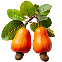 From jungles to your mouth, 100% natural ingredients.